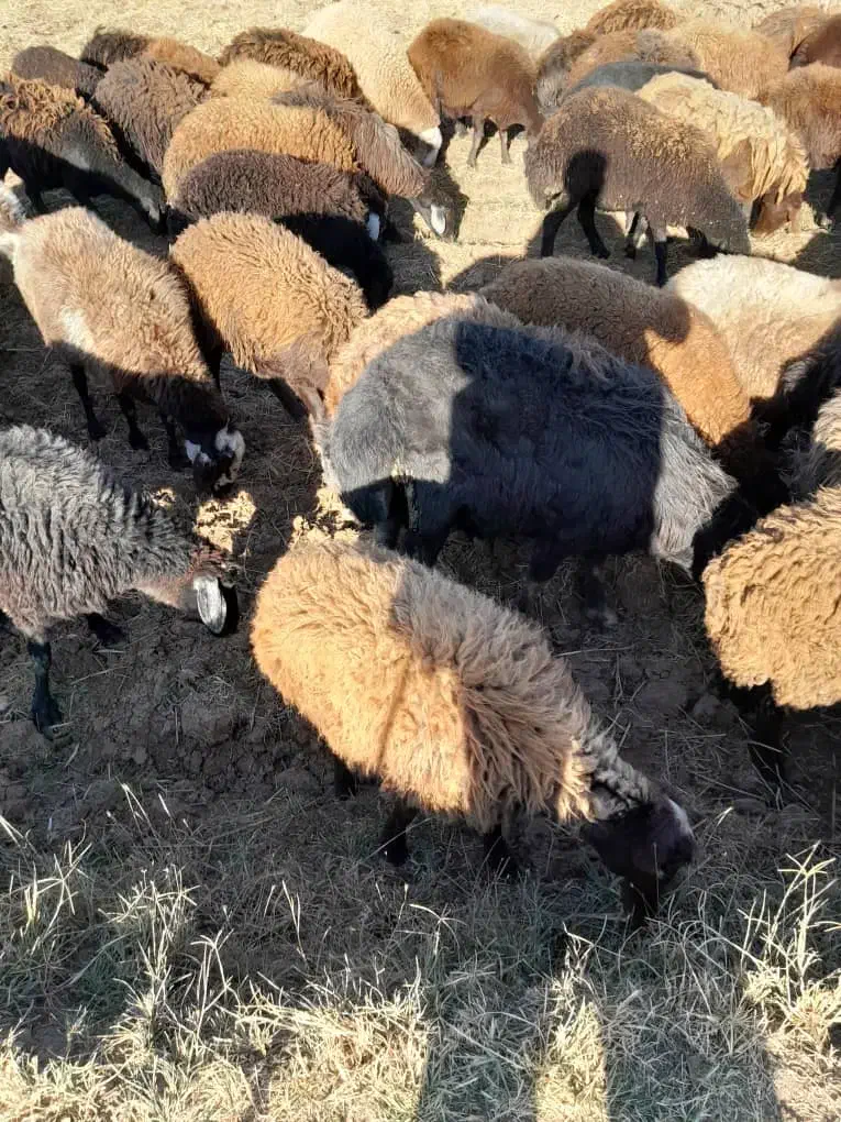 فروش گوسفند توغلی نر و ماده|حیوانات مزرعه|اردبیل, |دیوار