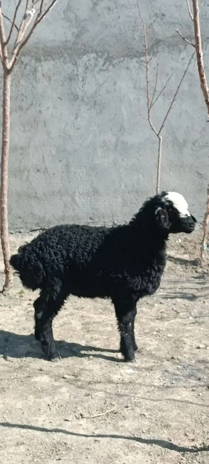 بره.ماده|حیوانات مزرعه|مشهد, کلاته برفی|دیوار