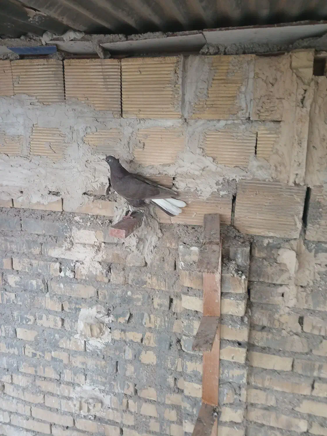 کبوتر دمسفید|پرنده|کارون, |دیوار