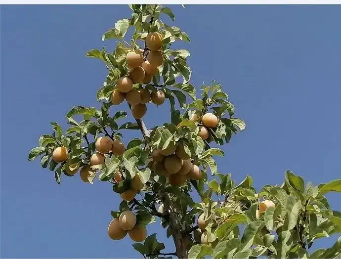 فروش فوری باغ|فروش زمین و ملک کلنگی|بوانات, |دیوار