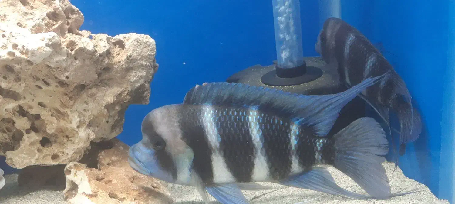 فورانتوزا|ماهی|اسلامشهر, شهرک محمدیه|دیوار