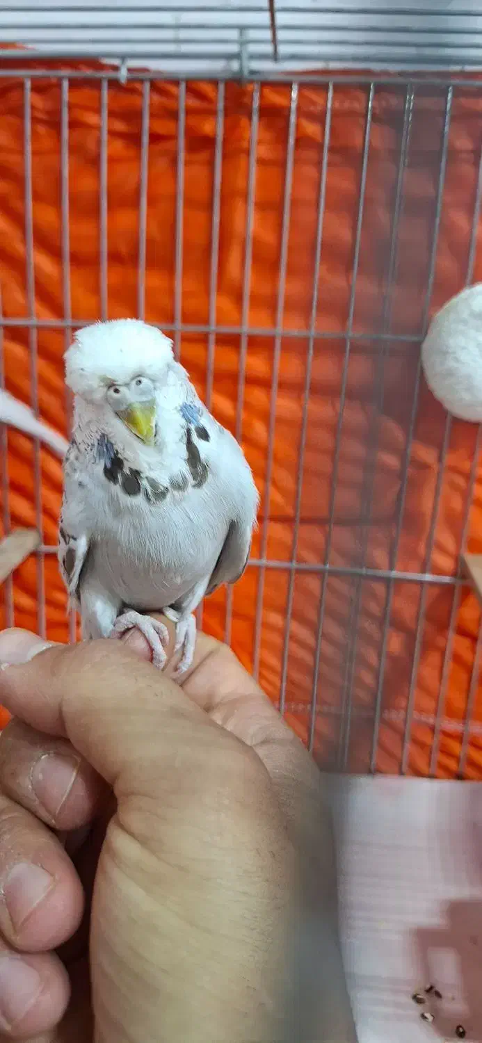 مرغ عشق اینگلیسی|پرنده|تهران, مشیریه|دیوار