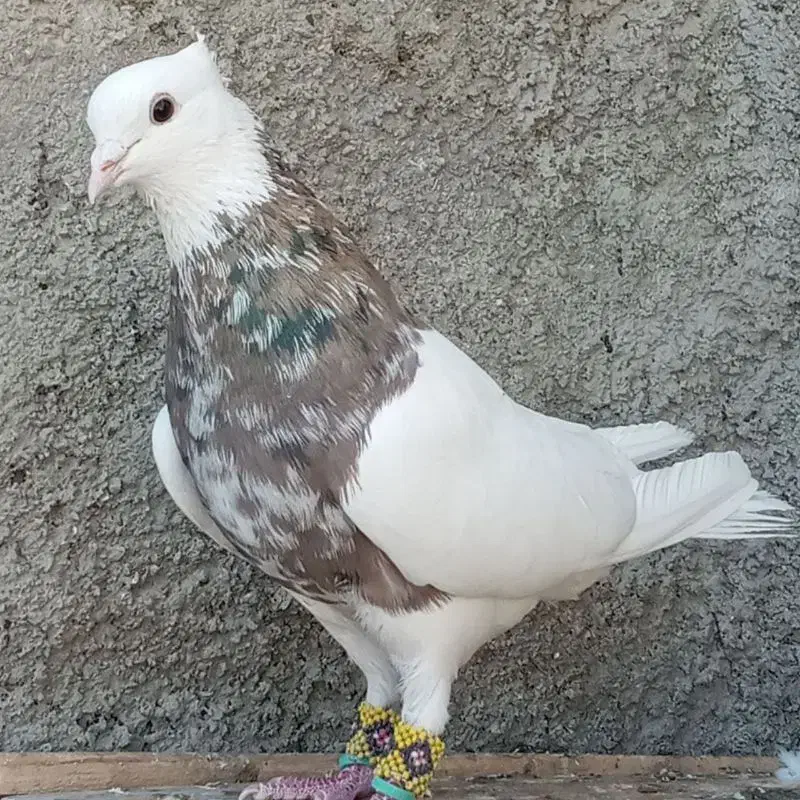 طوقی|پرنده|جرقویه, |دیوار