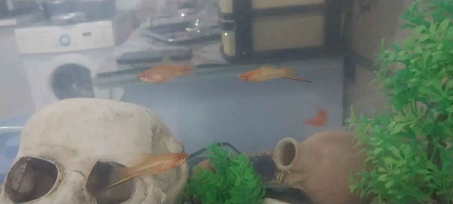 ماهی زیبا|ماهی|سنندج, |دیوار