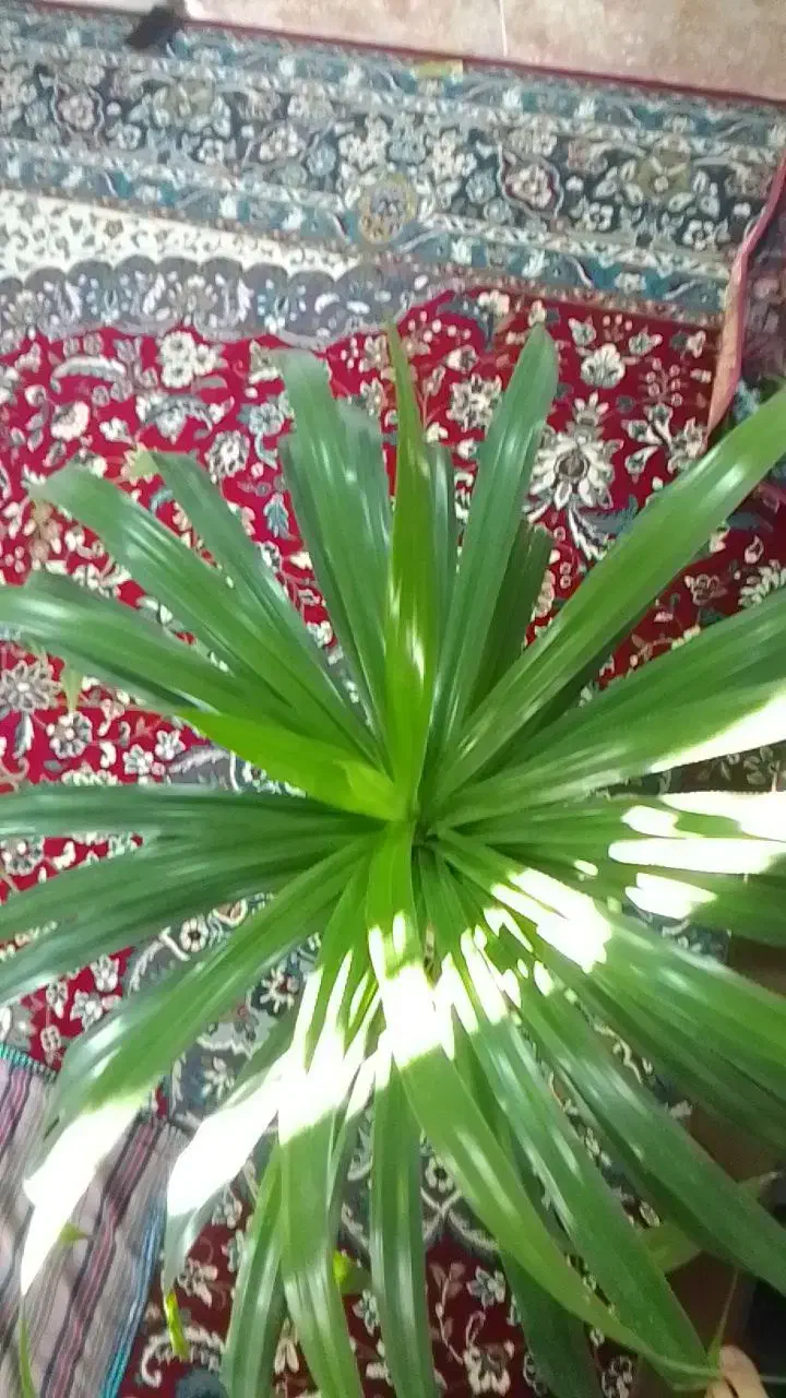 گل پاندانوس|گل و گیاه طبیعی|گلبهار, شهر جدید گلبهار|دیوار