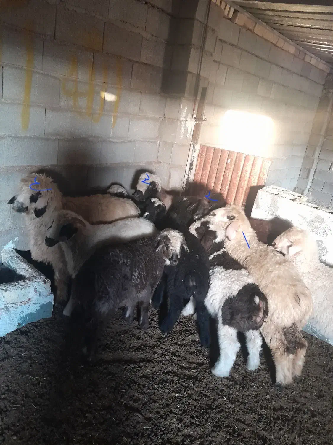 فروش چهارراس بره ماده سبک وزن|حیوانات مزرعه|طسوج, |دیوار