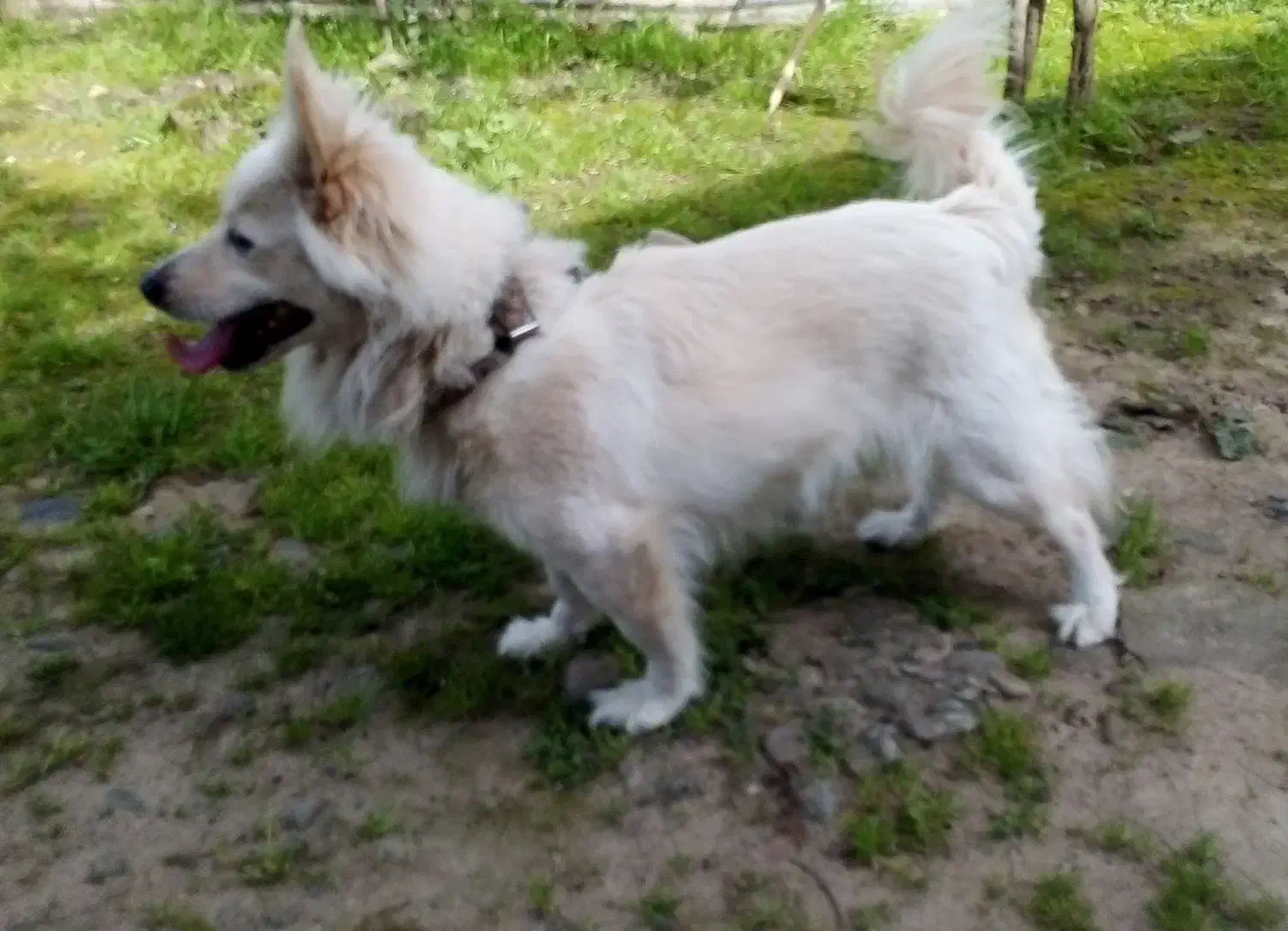 سگ پاکوتاه حرف گوش کن|سگ|سنگر, |دیوار