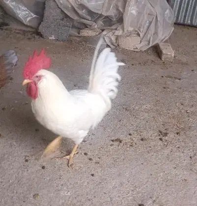 خروس مخصوص خونریزی|حیوانات مزرعه|خمین, |دیوار