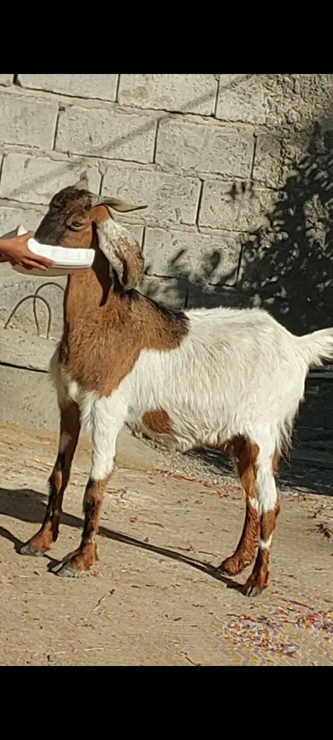 چپش گلابی و بز آبستن نزدیک|حیوانات مزرعه|جیرفت, |دیوار