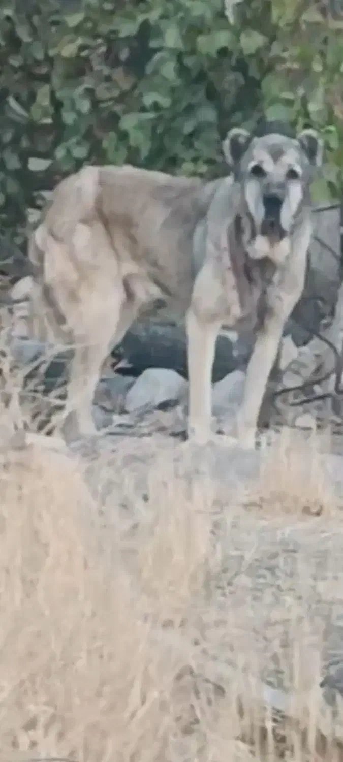 واگذاری غول سرابی سطح یک|سگ|ساوه, |دیوار