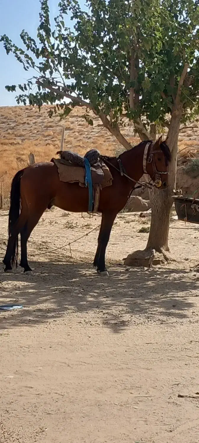 فروشی|اسب و تجهیزات اسب‌سواری|سرخس, |دیوار