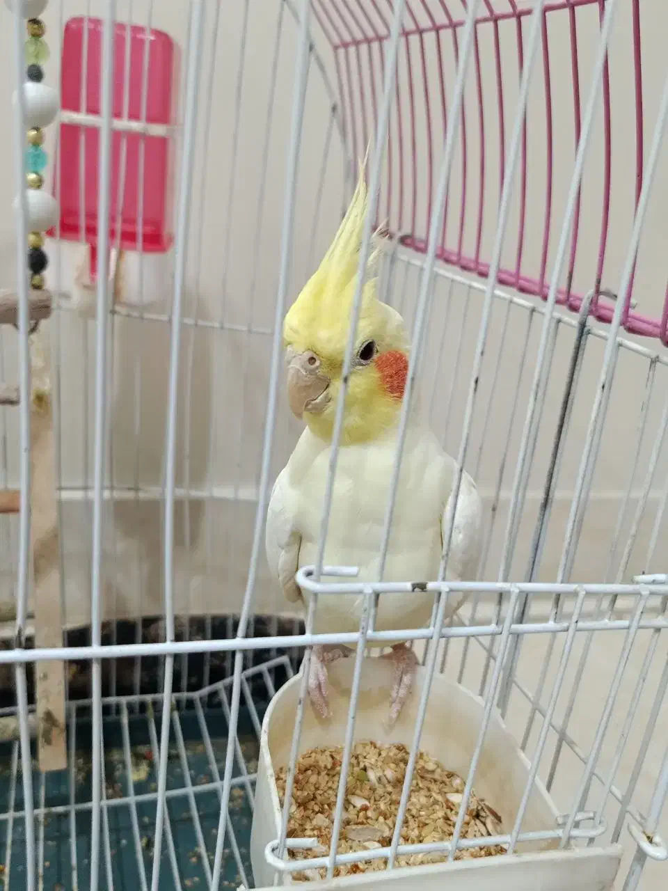 عروس هلندی|پرنده|تهران, تهرانپارس شرقی|دیوار