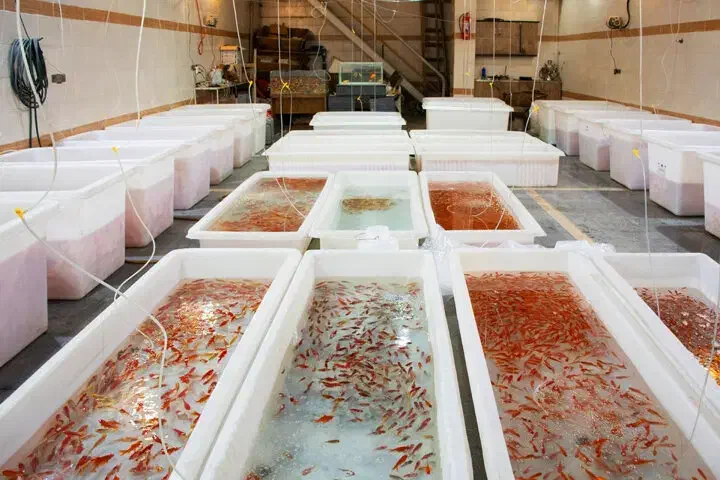 ماهی شب عید|ماهی|قم, سالاریه|دیوار