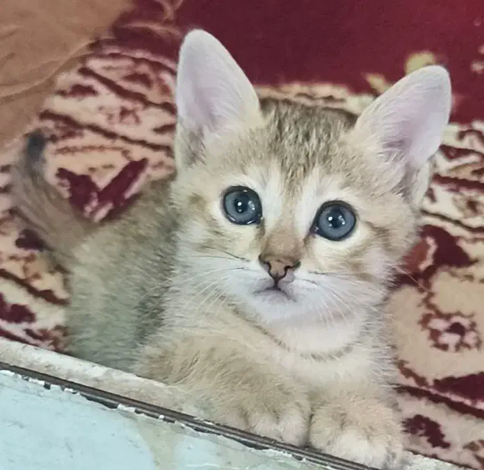فروش گربه|گربه|اهواز, کمپلو جنوبی|دیوار