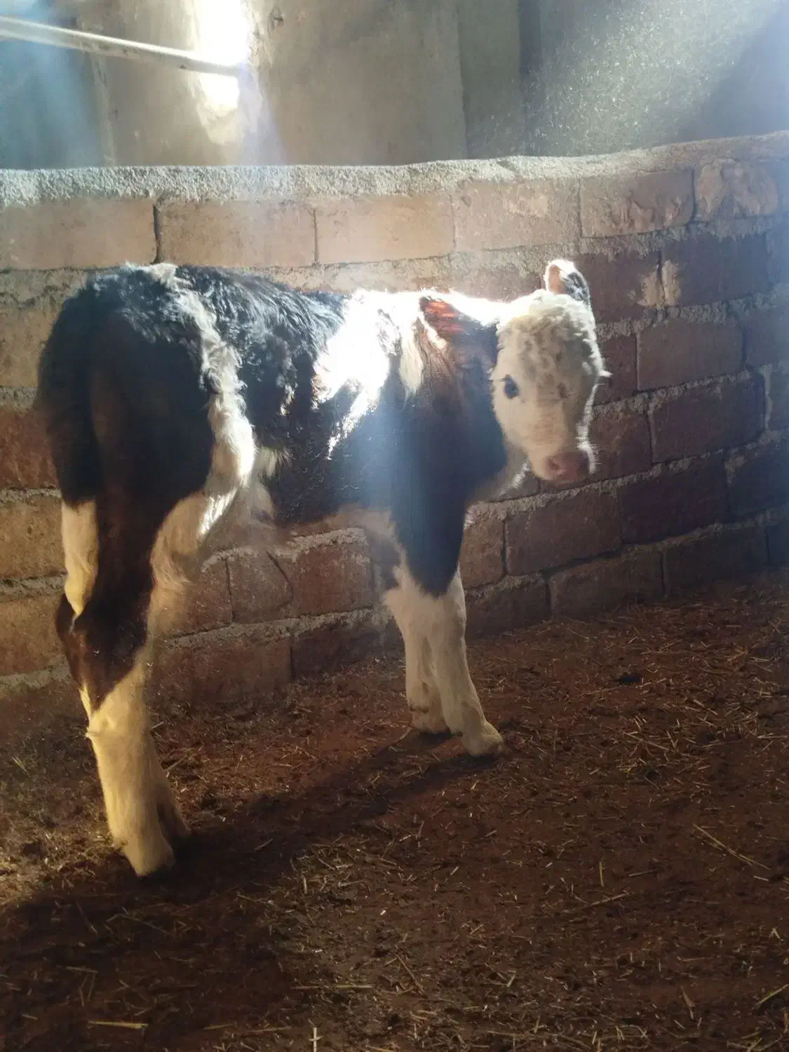 گوساله گاو سمینتال|حیوانات مزرعه|نظر کهریزی, |دیوار