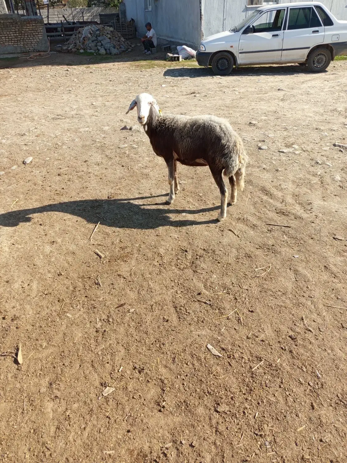 شیشک قوچ خورده|حیوانات مزرعه|سیمین شهر, |دیوار