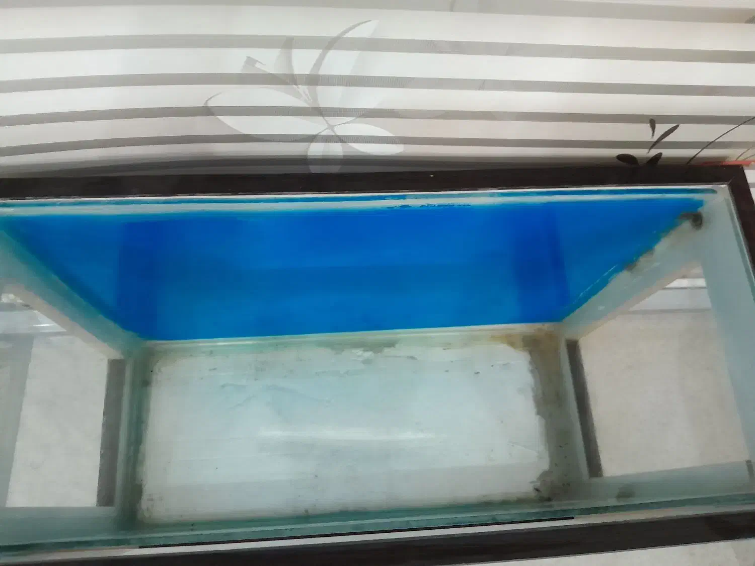 آکواریم|ماهی|اسلامشهر, مظفریه|دیوار