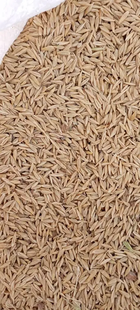 جو ابی|خدمات باغبانی و درختکاری|آباده, |دیوار