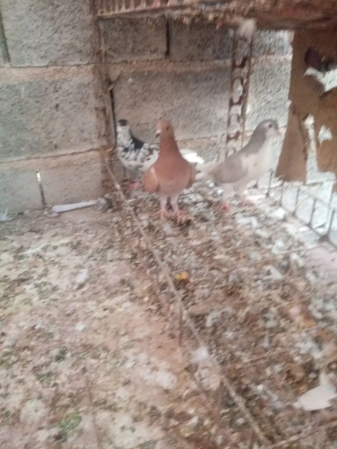 کفتر خوشرنگ بد رنگ|پرنده|شیراز, محمدیه|دیوار