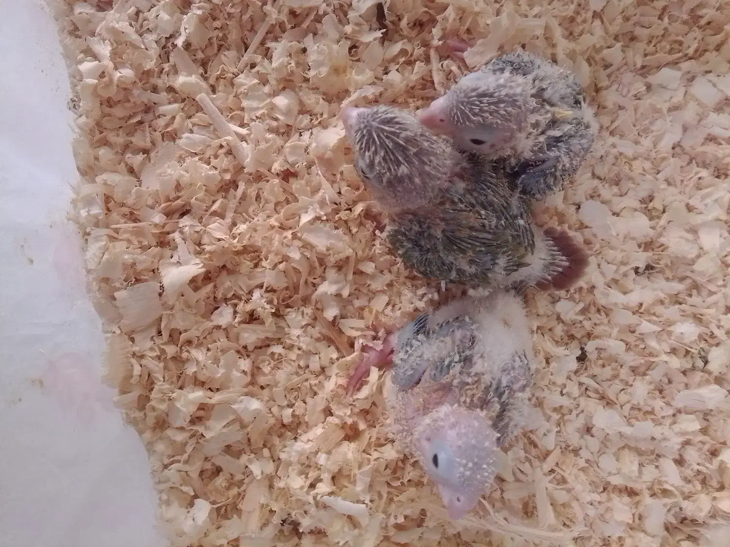 گیرینچیک|پرنده|مشکین‌دشت, |دیوار