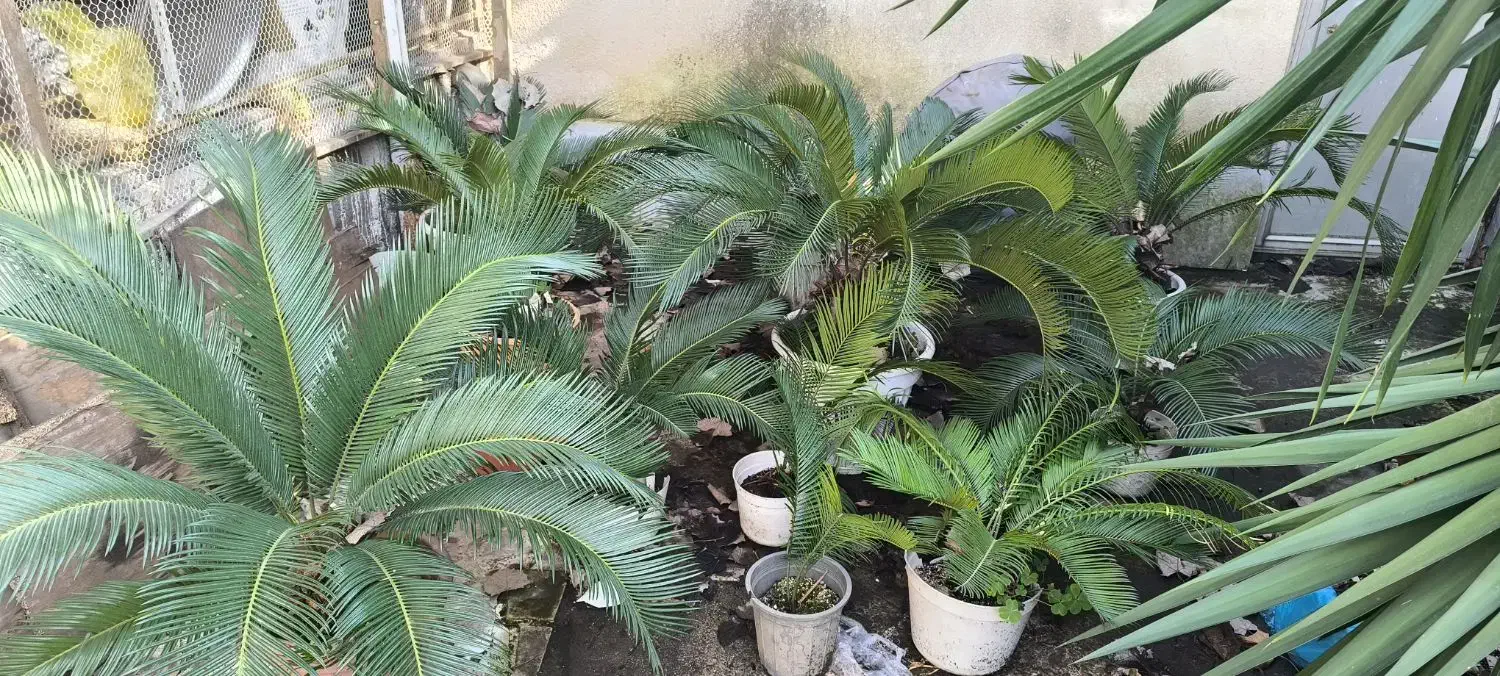 سیکاس|گل و گیاه طبیعی|رشت, سعدی (تختی)|دیوار