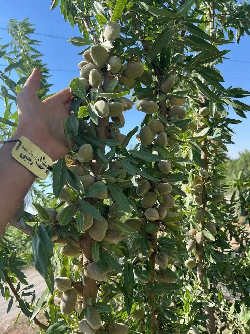 فروش نهال بادام شاهرودی یکساله(۵۰ تومان)|خدمات باغبانی و درختکاری|میبد, |دیوار