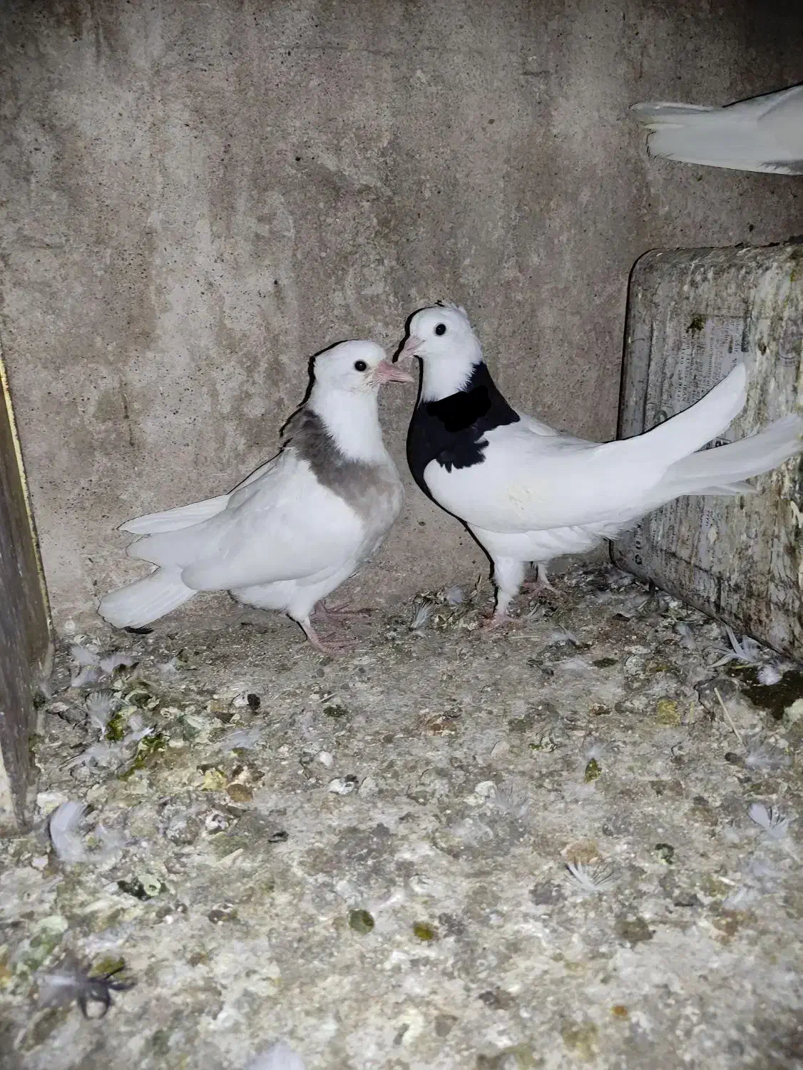 کفتر طوقی|پرنده|فردوس (خراسان), |دیوار