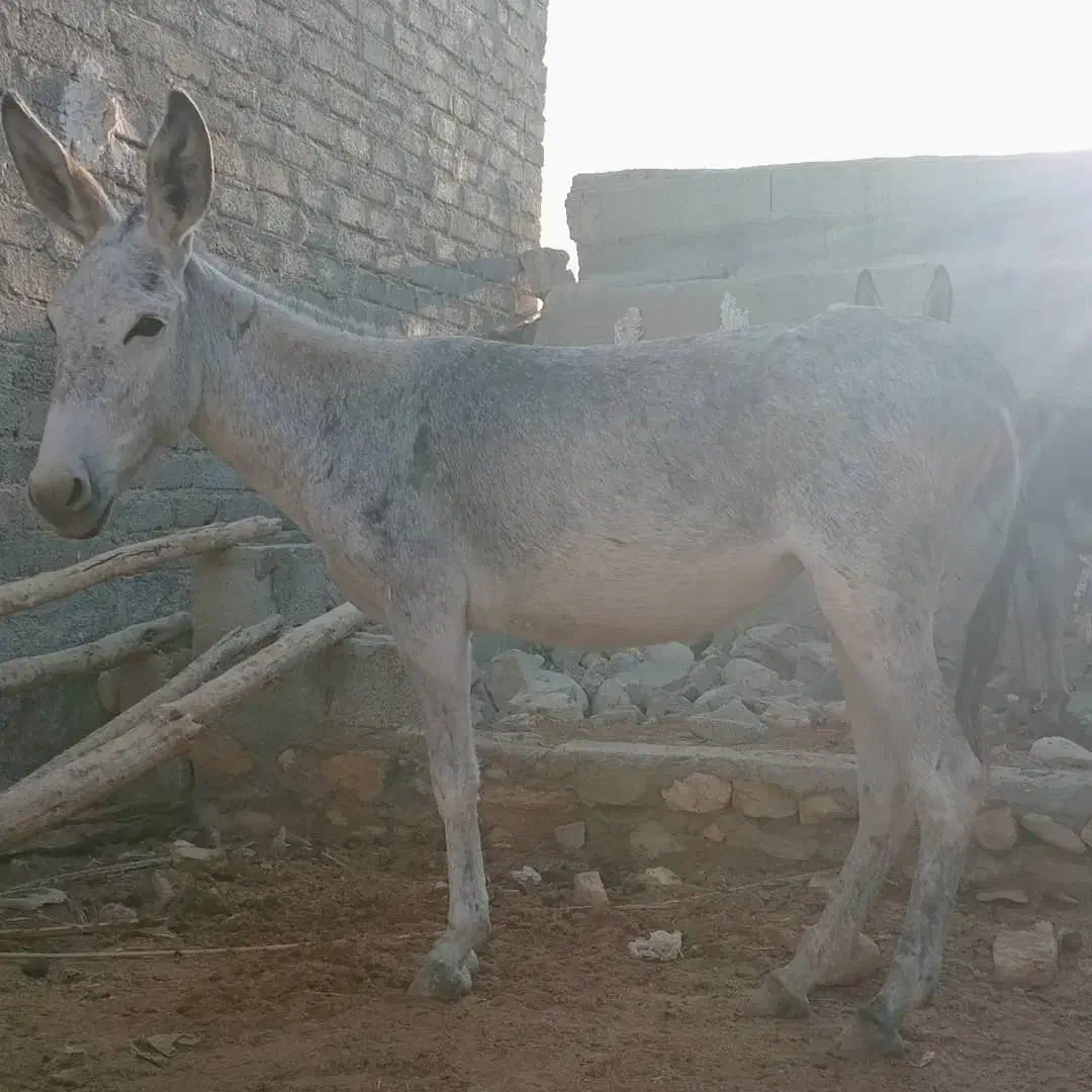 الاغ ماده|حیوانات مزرعه|بستک, |دیوار