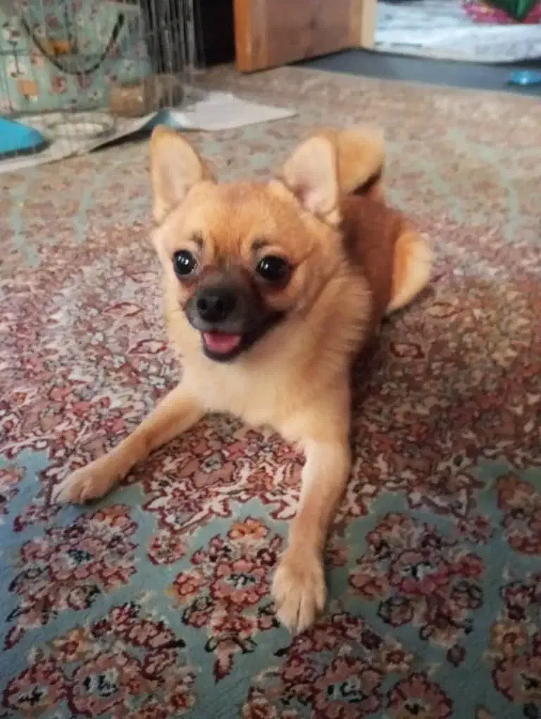 سگ شی واوا عروسکی|سگ|رشت, بلوار گیلان|دیوار