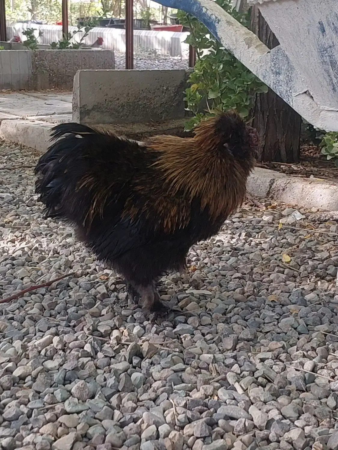 فروش دوتا خروس ابریشمی|حیوانات مزرعه|کهریزک, |دیوار