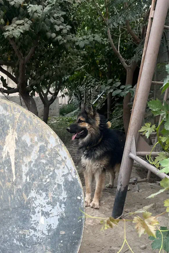 سگ ژرمن|سگ|کرج, ملکآباد|دیوار