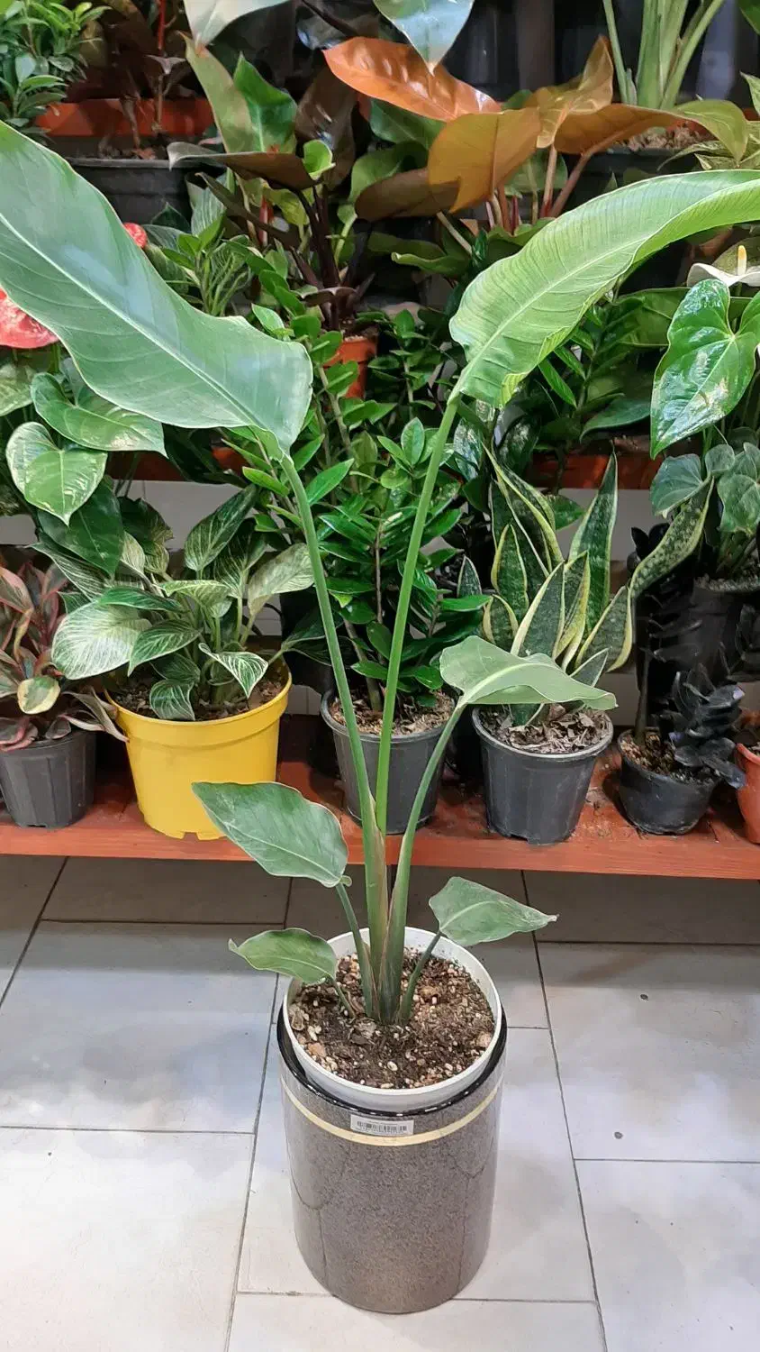 نخل نیکولای/گل و گیاه آپارتمانی/زاموفیلیا بنسای|گل و گیاه طبیعی|فردیس, فردیس|دیوار