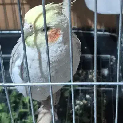 عروس هلندی گم شده|حیوانات|تهران, هفت چنار|دیوار