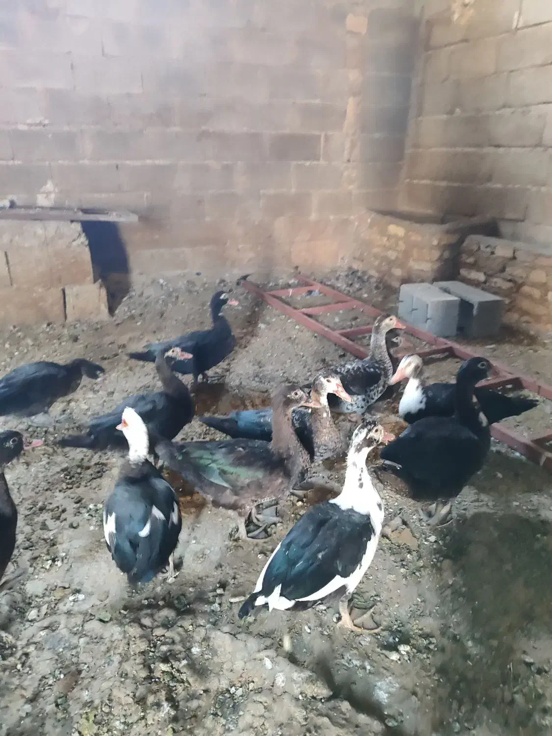 اردک اسرائیلی|حیوانات مزرعه|صحنه, |دیوار