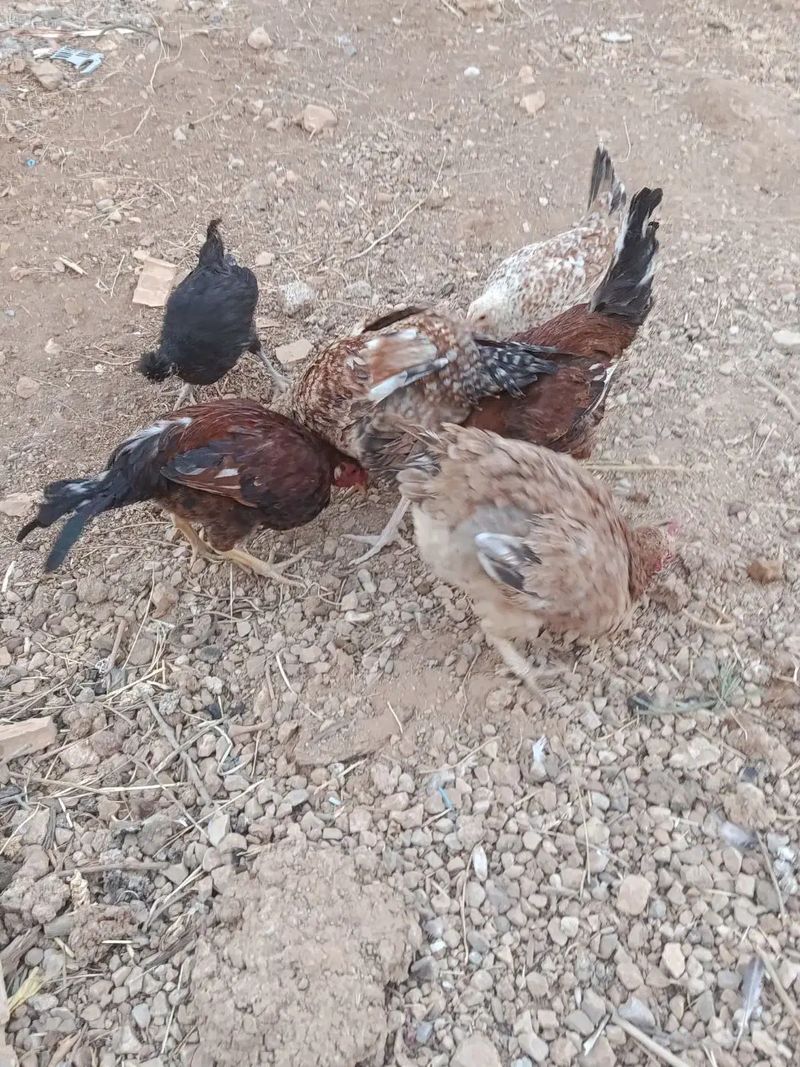 فروش مرغ و کبوتر|حیوانات مزرعه|یاسوج, |دیوار