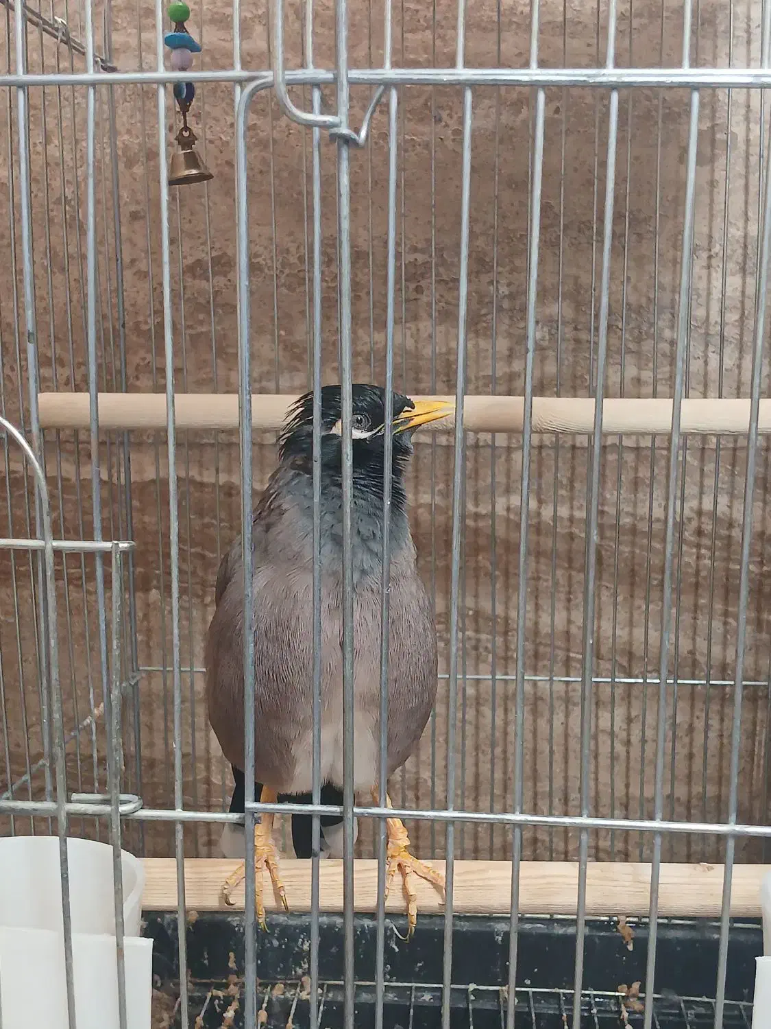 پرنده مرغ مینا|پرنده|قزوین, |دیوار