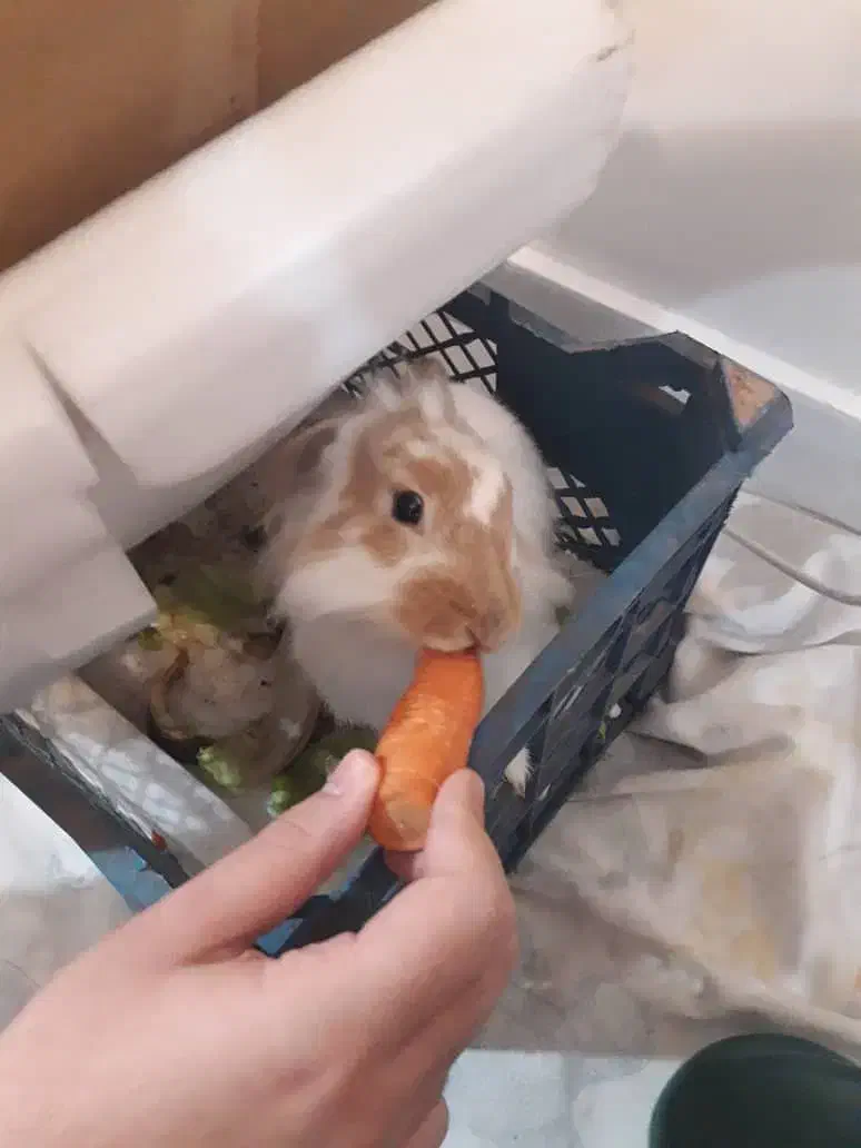 خرگوش سالم|موش و خرگوش|تهران, دولاب|دیوار