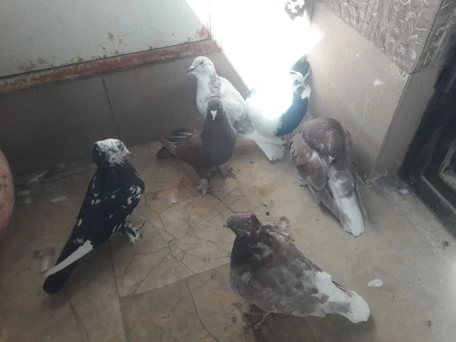 کبوتر رنگی|پرنده|قم, شهرک طالقانی|دیوار