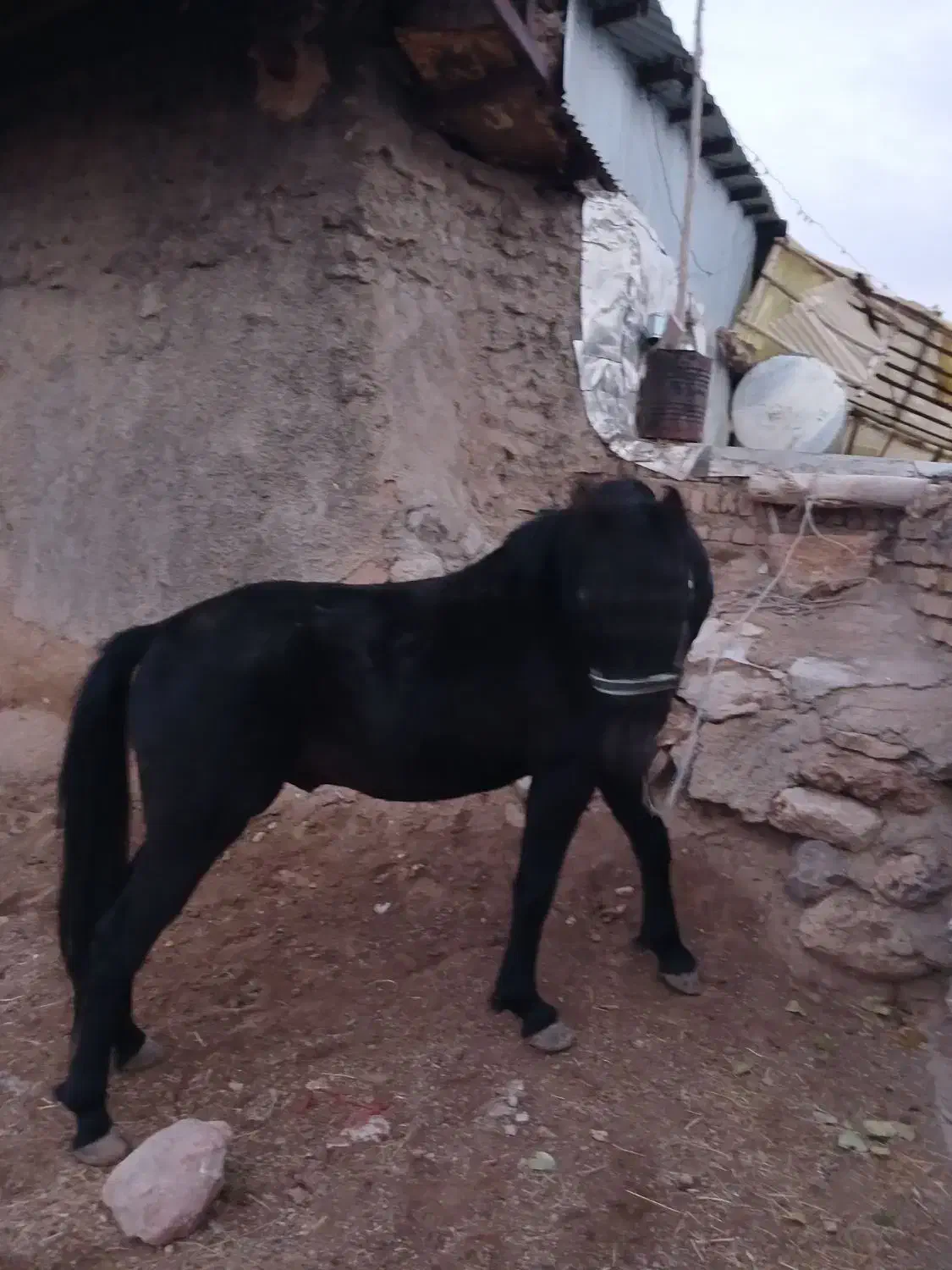 اسب۳سالهنو|اسب و تجهیزات اسبسواری|آوج, |دیوار