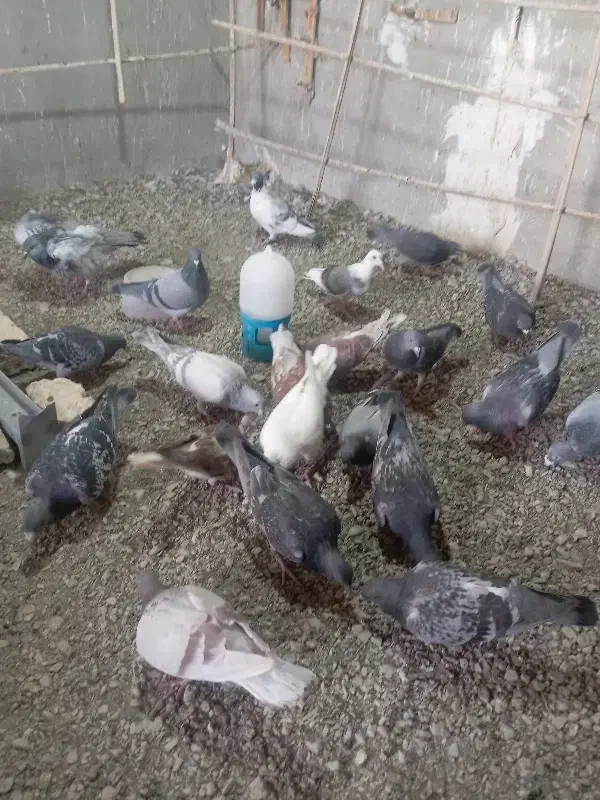 5000|پرنده|ریگ ملک, |دیوار