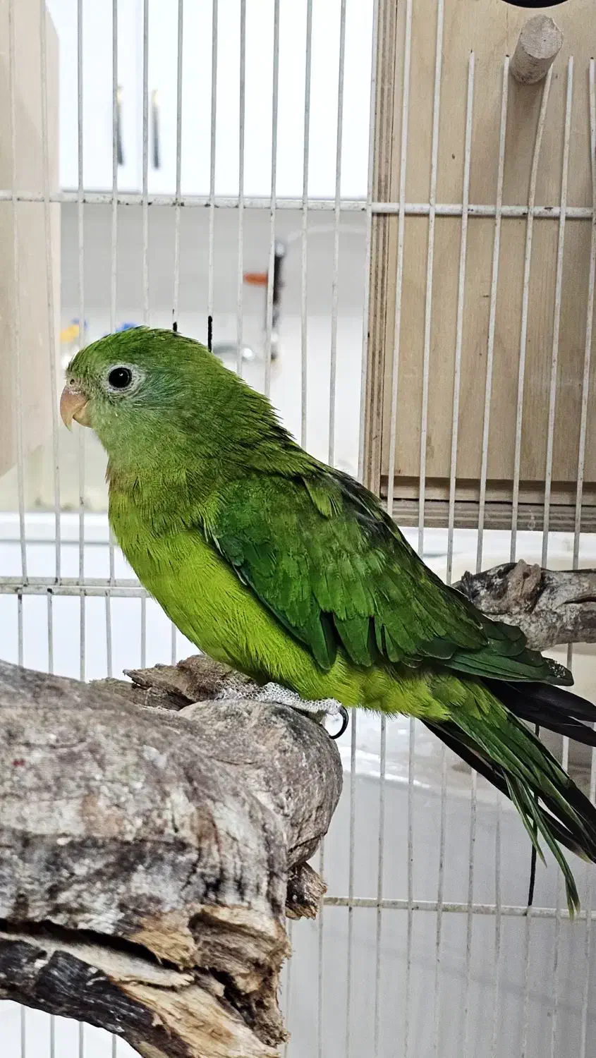 طوطی بارابان وجفت مولد طوطی ملنگو سبز|پرنده|بندرعباس, |دیوار