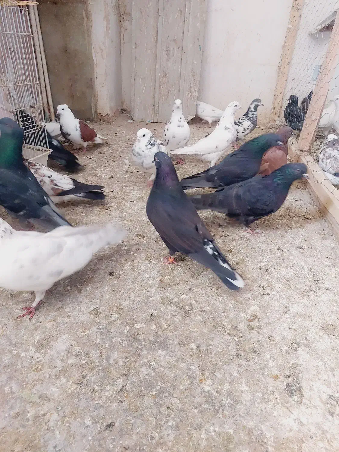 کفتر پرشی|پرنده|دهگلان, |دیوار