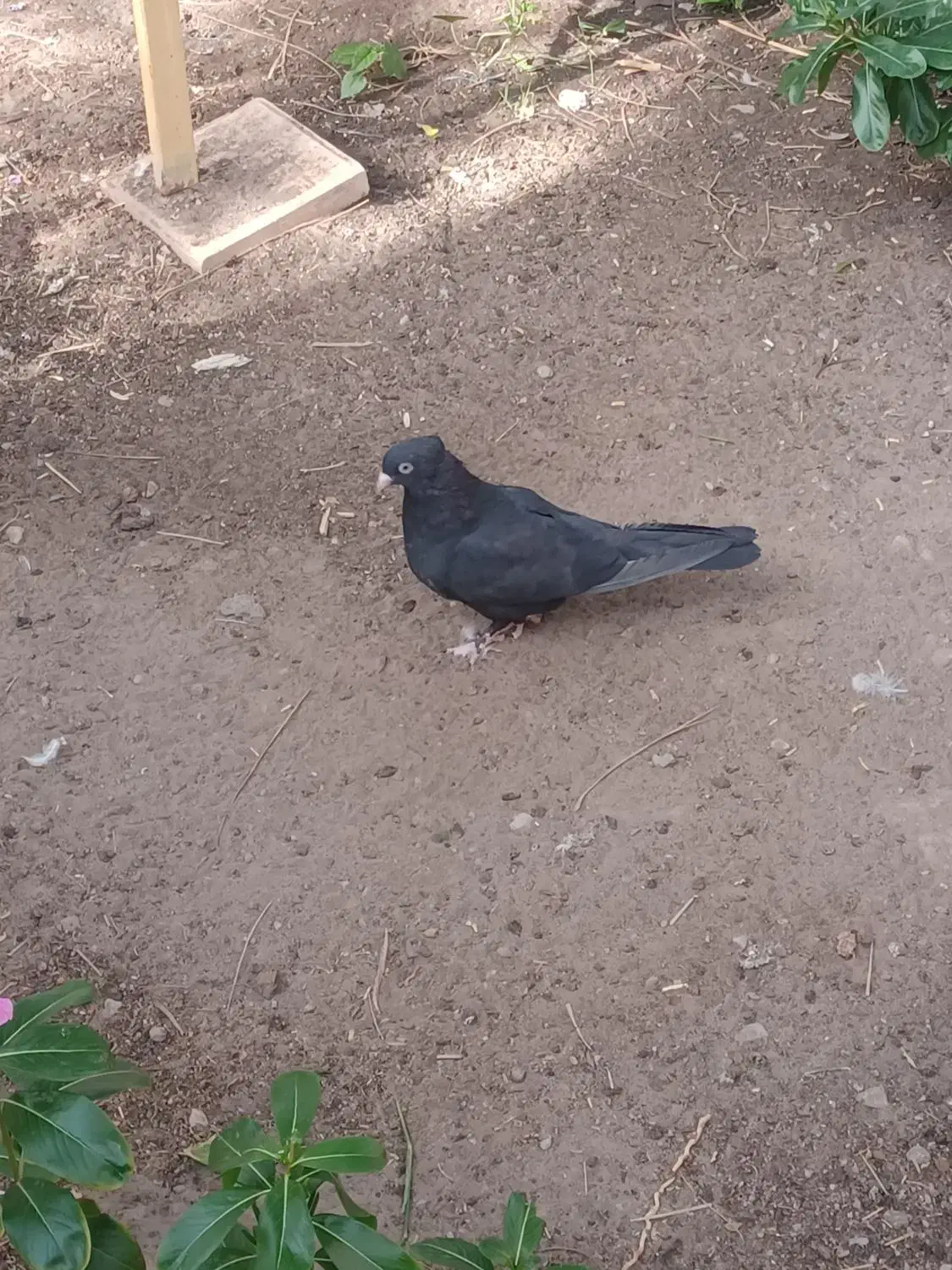 کبوتر|پرنده|بم, |دیوار