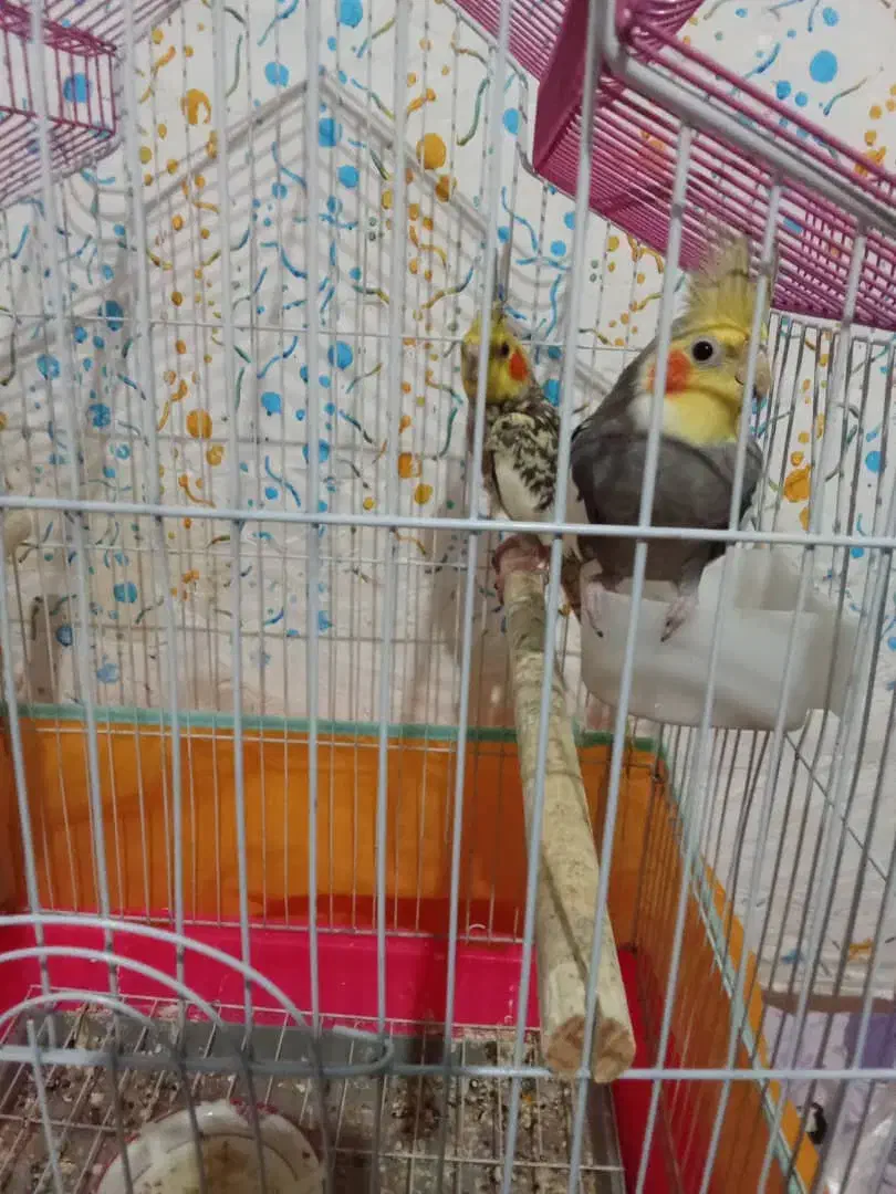 پرنده عروس|پرنده|احمدسرگوراب, |دیوار