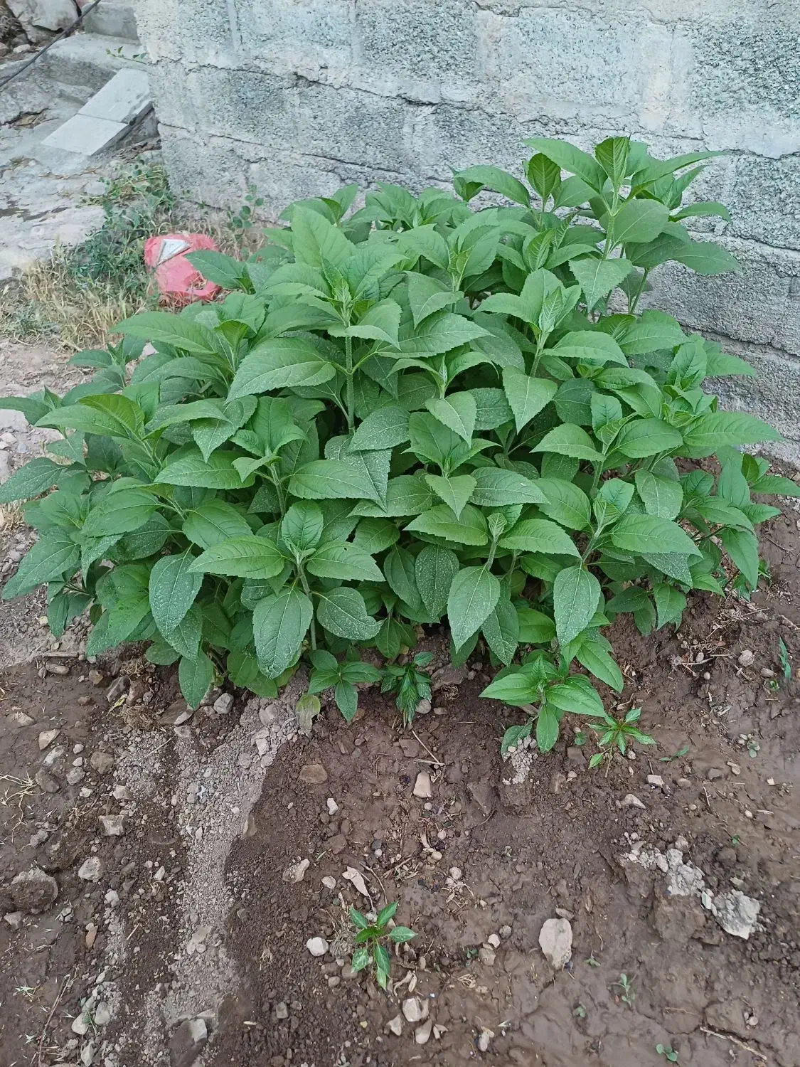 شرکت خدماتی نظافتی پیشتازان|خدمات نظافت|پردیس, فاز ۲|دیوار