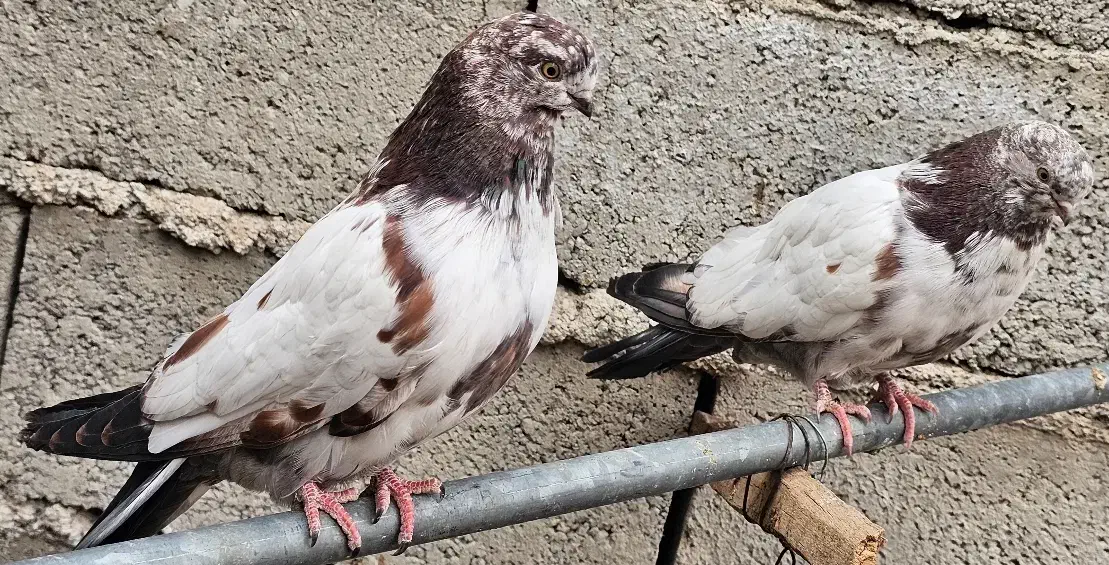 سرخ نوک قنار کله سرخ نوک چفت کله ای کله دم سبز|پرنده|خزل, |دیوار