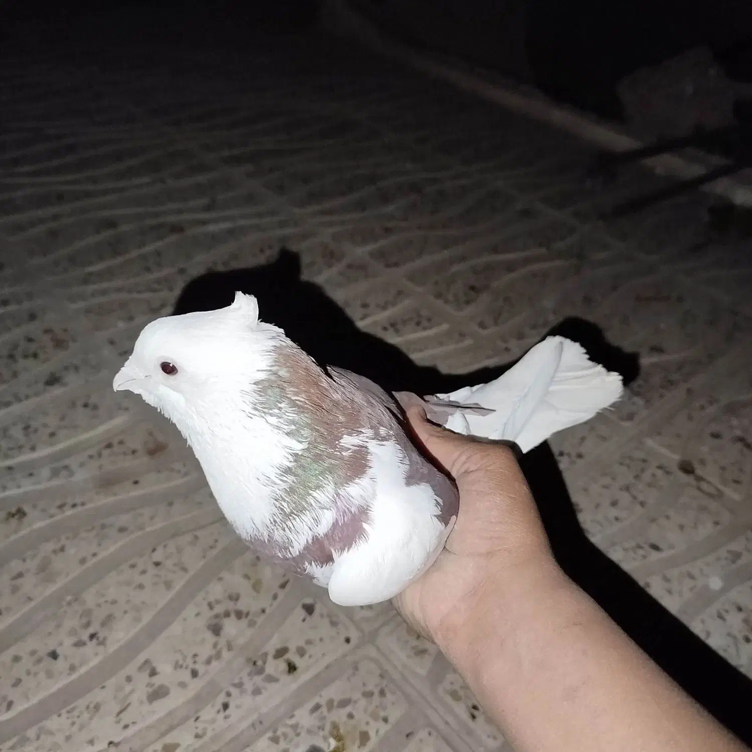 کبوتر خوشگل|پرنده|بافت, |دیوار