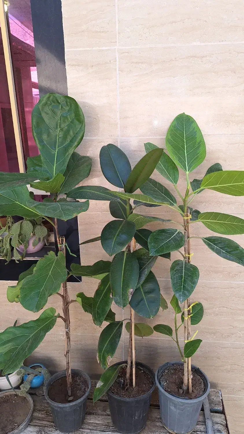 حراج گل وگلدان|گل و گیاه طبیعی|آبدانان, |دیوار