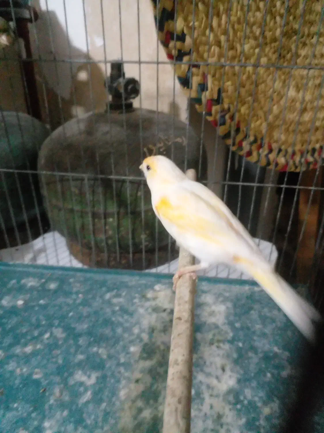 قناری نرو ماده|پرنده|رشت, دیانتی|دیوار