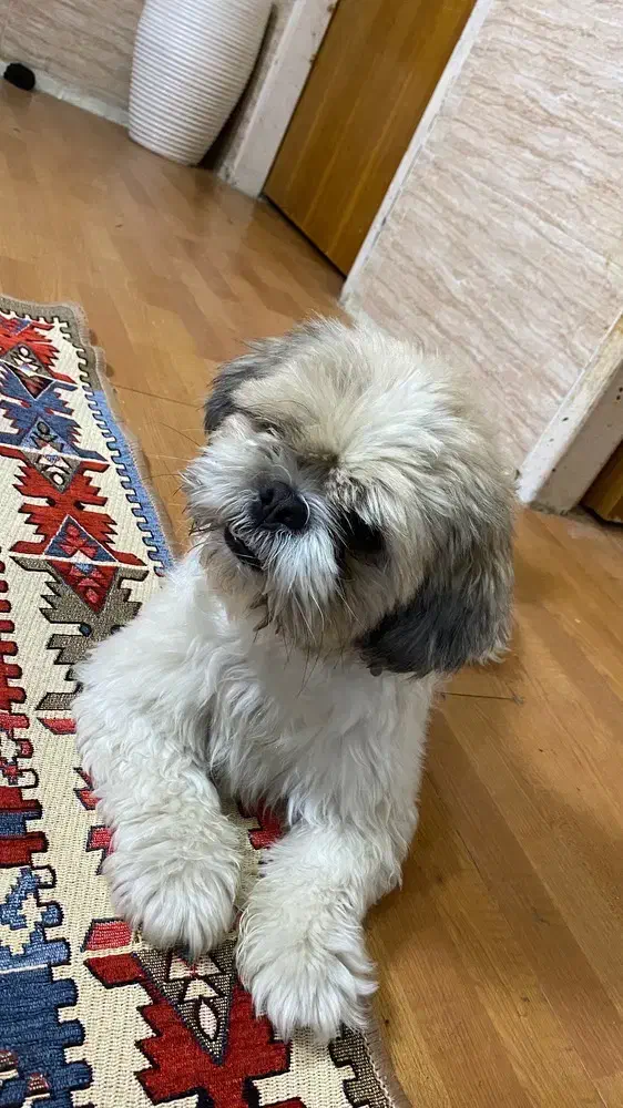 سگ gom shodeh|سگ|شیراز, چوگیاه‎|دیوار